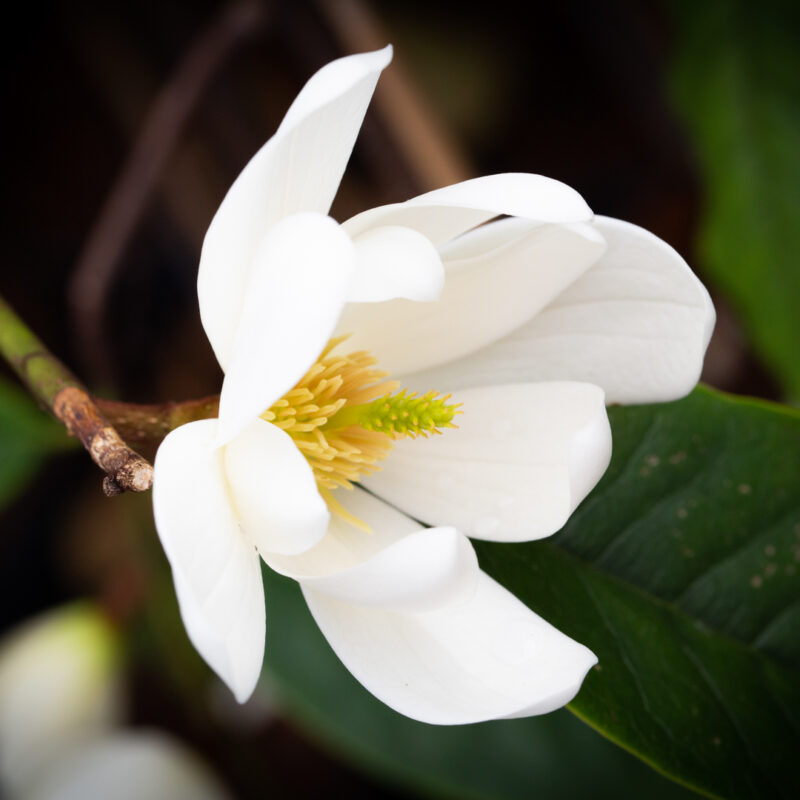 Magnolia Fairy Cream ('MicJur02')™