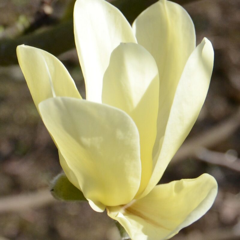 Magnolia 'Golden Pond' (Deep Yellow)