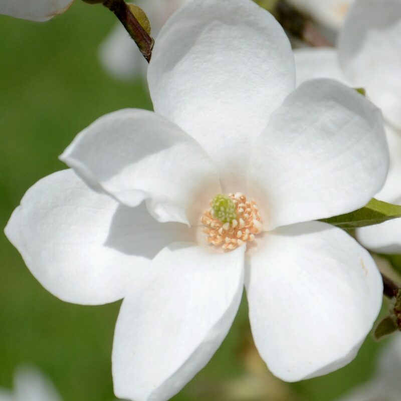 Magnolia kob 'Norman Gould' (White) 2