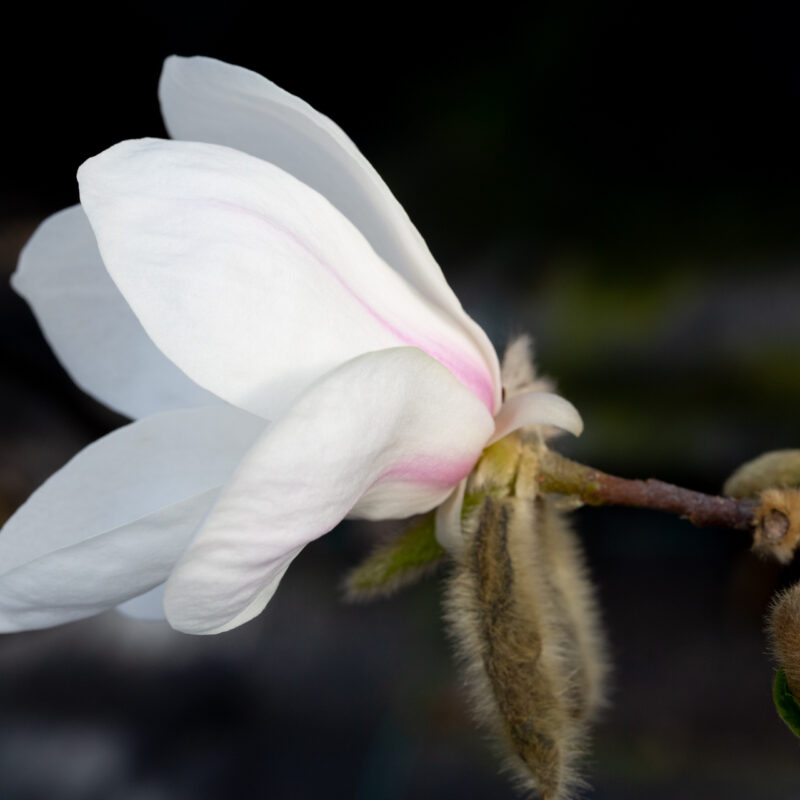 Magnolia kob 'Norman Gould' (White)