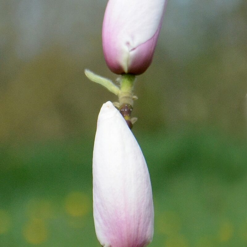 Magnolia 'Paul Cook' (Light Pink)