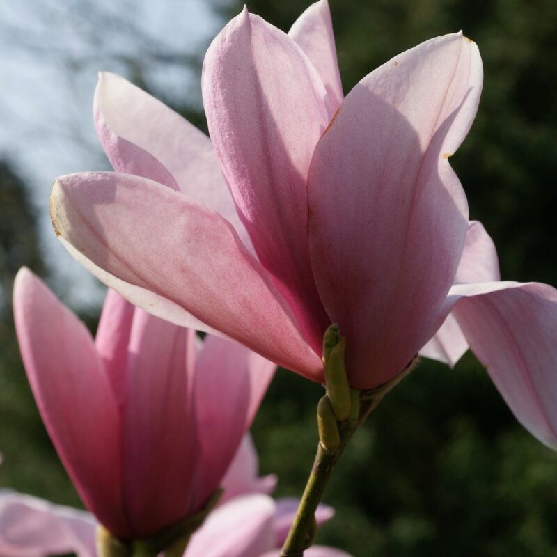 Magnolia 'Philip Tregunna' (Deep Rose)