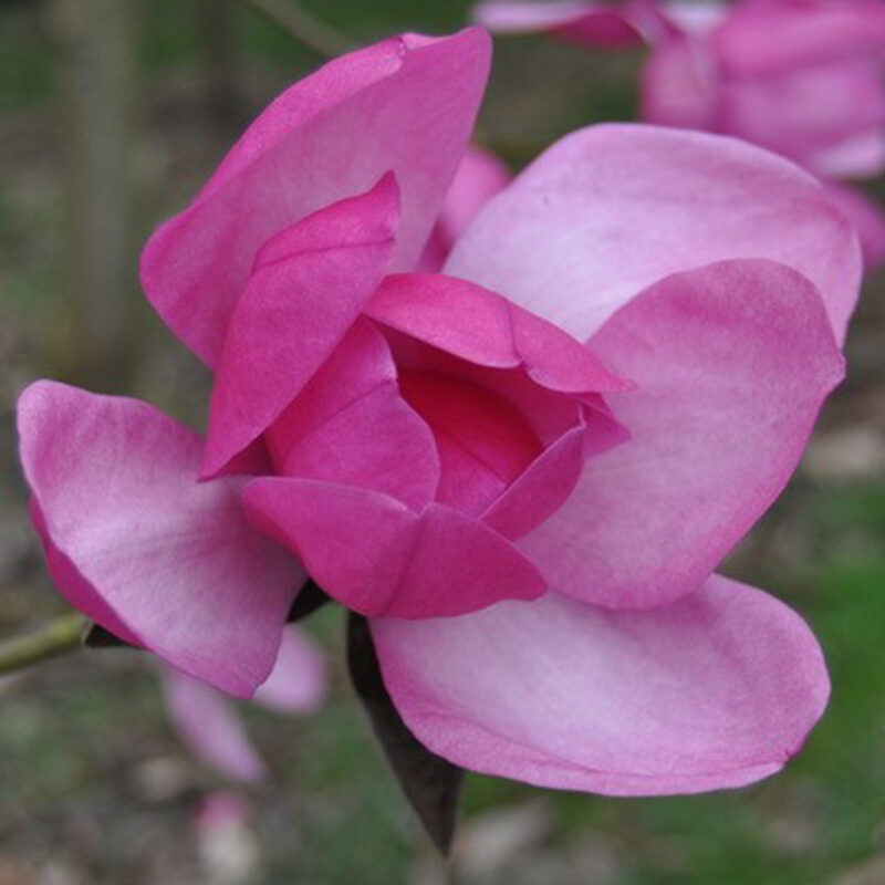 Magnolia 'Premier Cru' (Deep Rose)