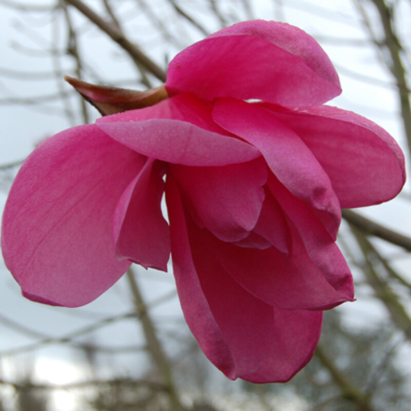 Magnolia 'Purple Breeze' (Deep Rose)