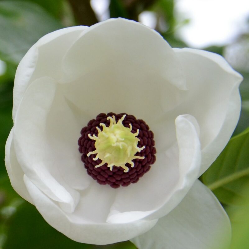 Magnolia sieboldii  (White)