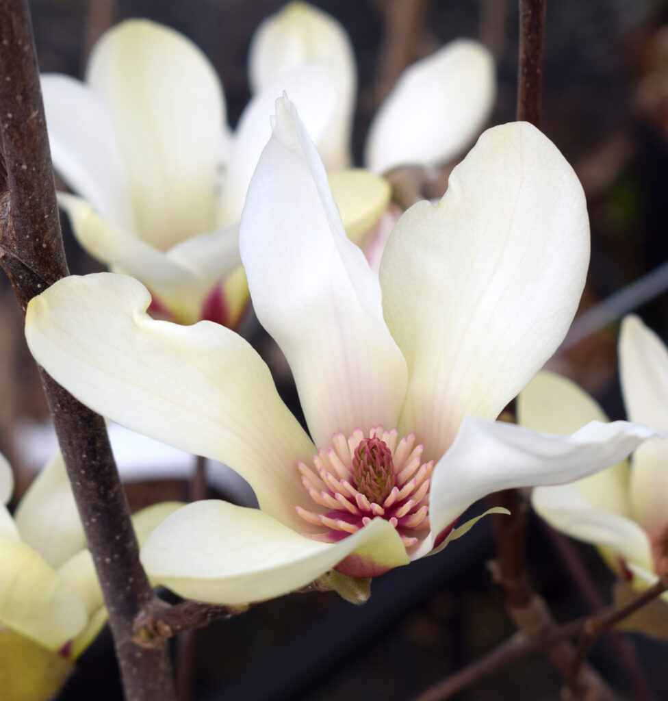 Magnolia 'Sunrise' (White Orange)