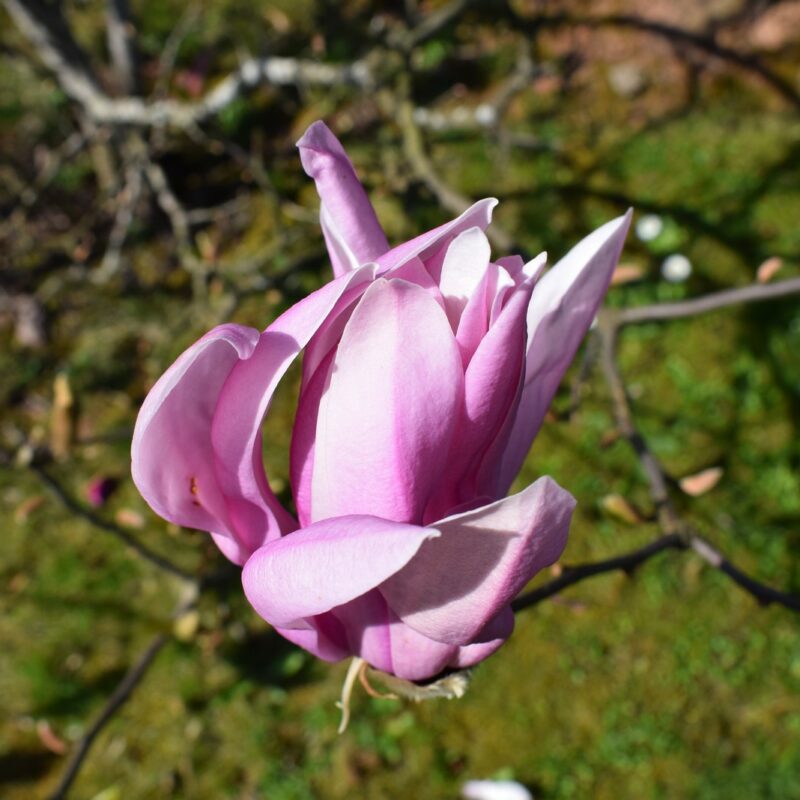 Magnolia 'Susan' (Purple)