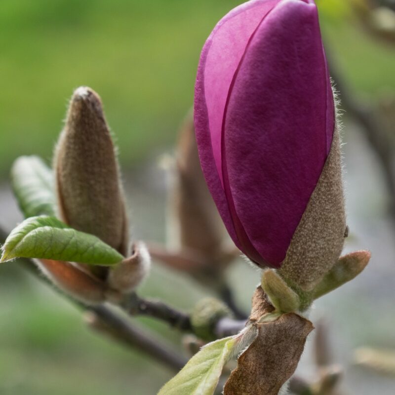 Magnolia 'Sweet Merlot' (Deep Red)
