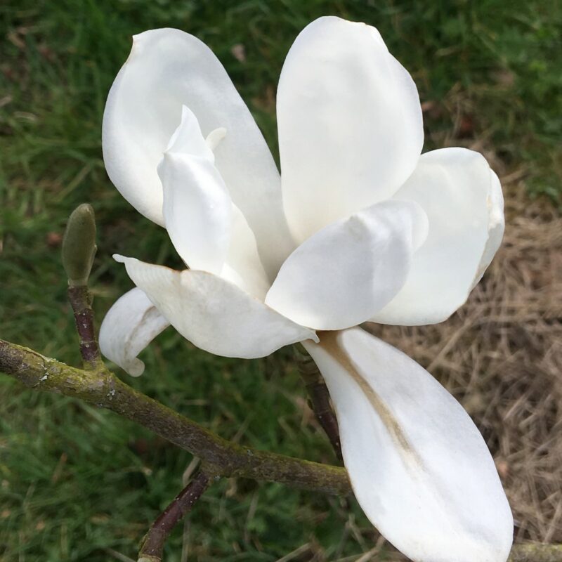 Magnolia zenii (White with Rose Streaks)
