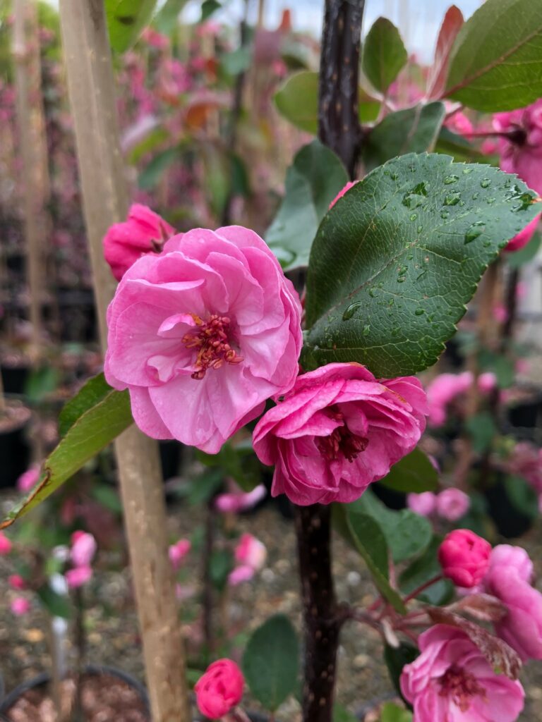 Malus 'Scarlet Brandywine'®