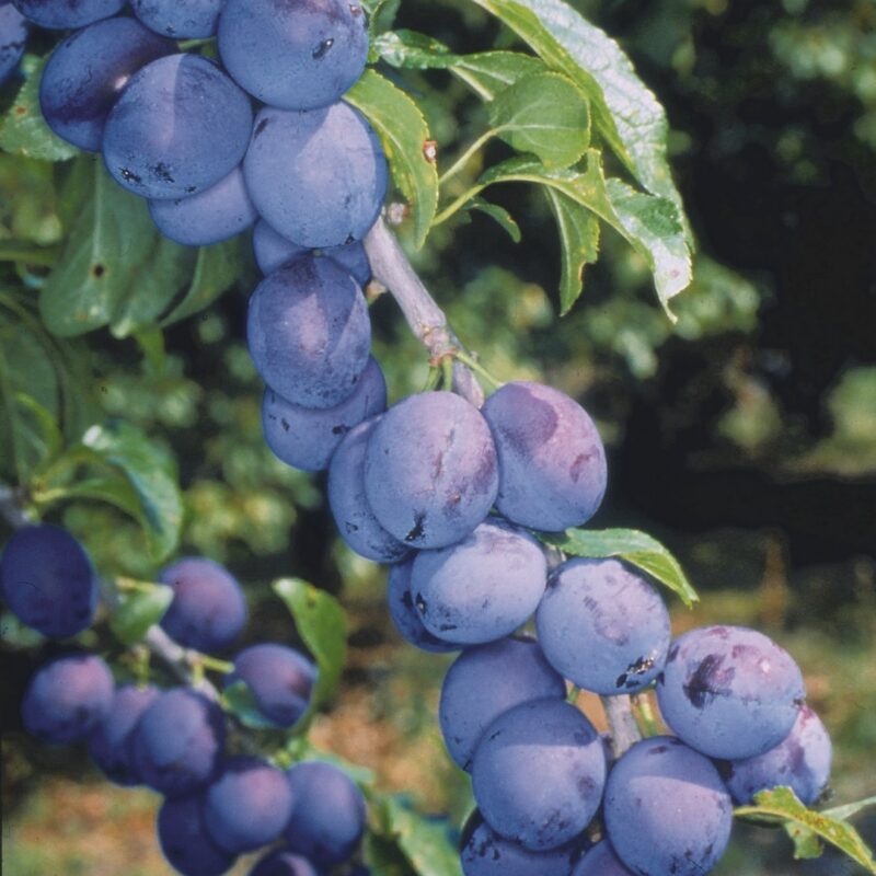 Shropshire Prune