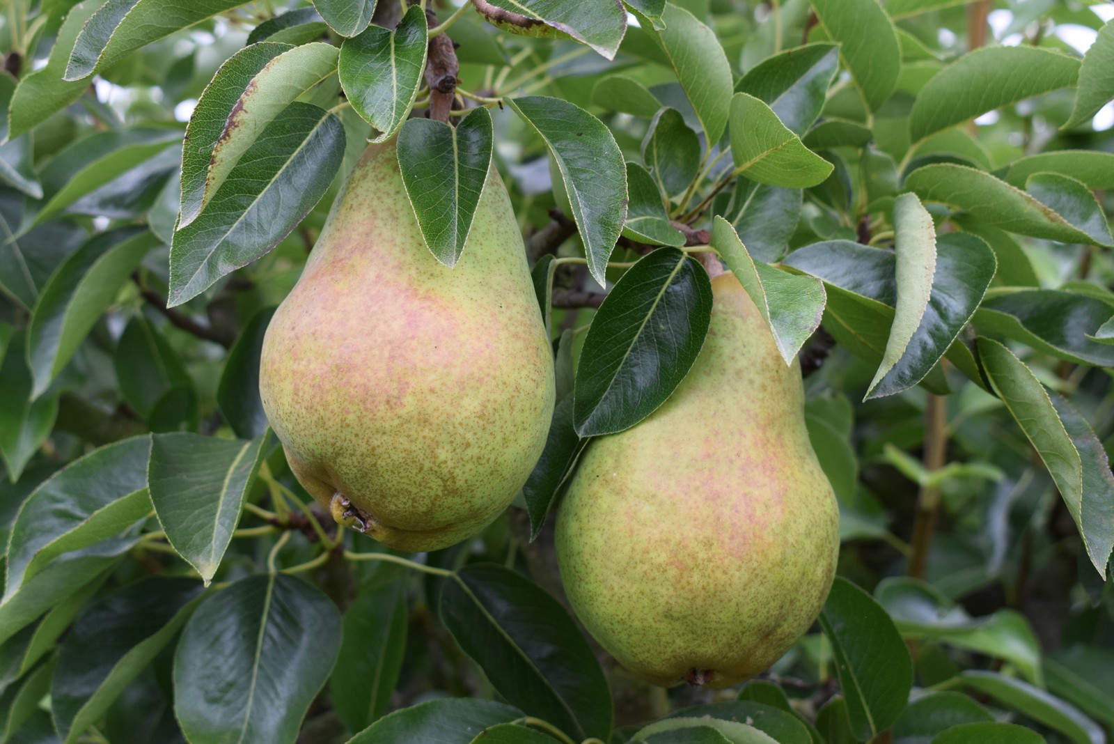 Williams' Bon Chrétien Frank P Matthews