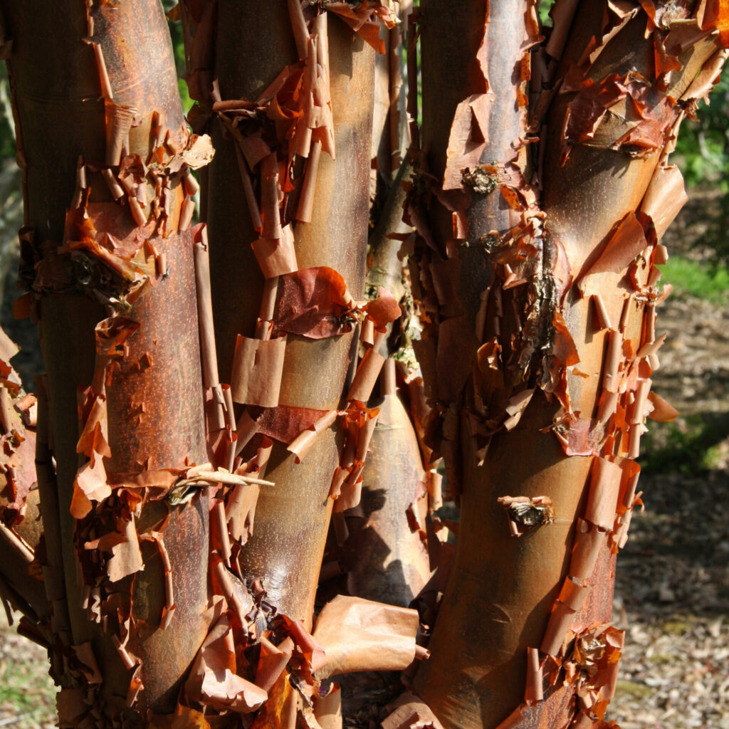 Acer griseum Ornamental Bark