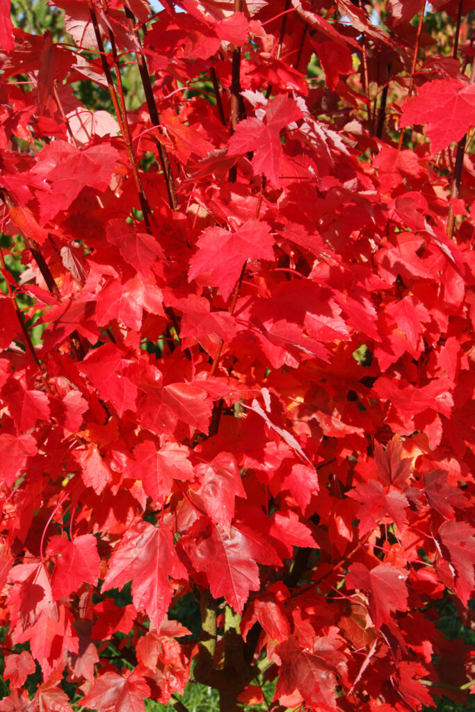 Acer Brandywine, autumn colour