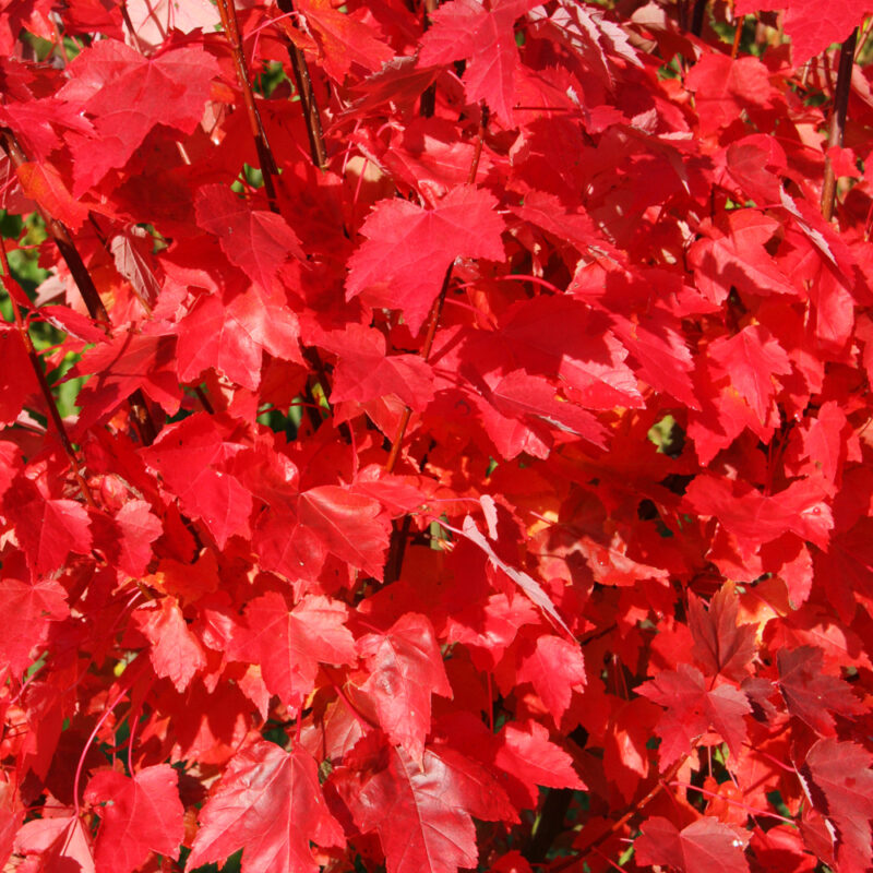 Autumn colour in the garden 5