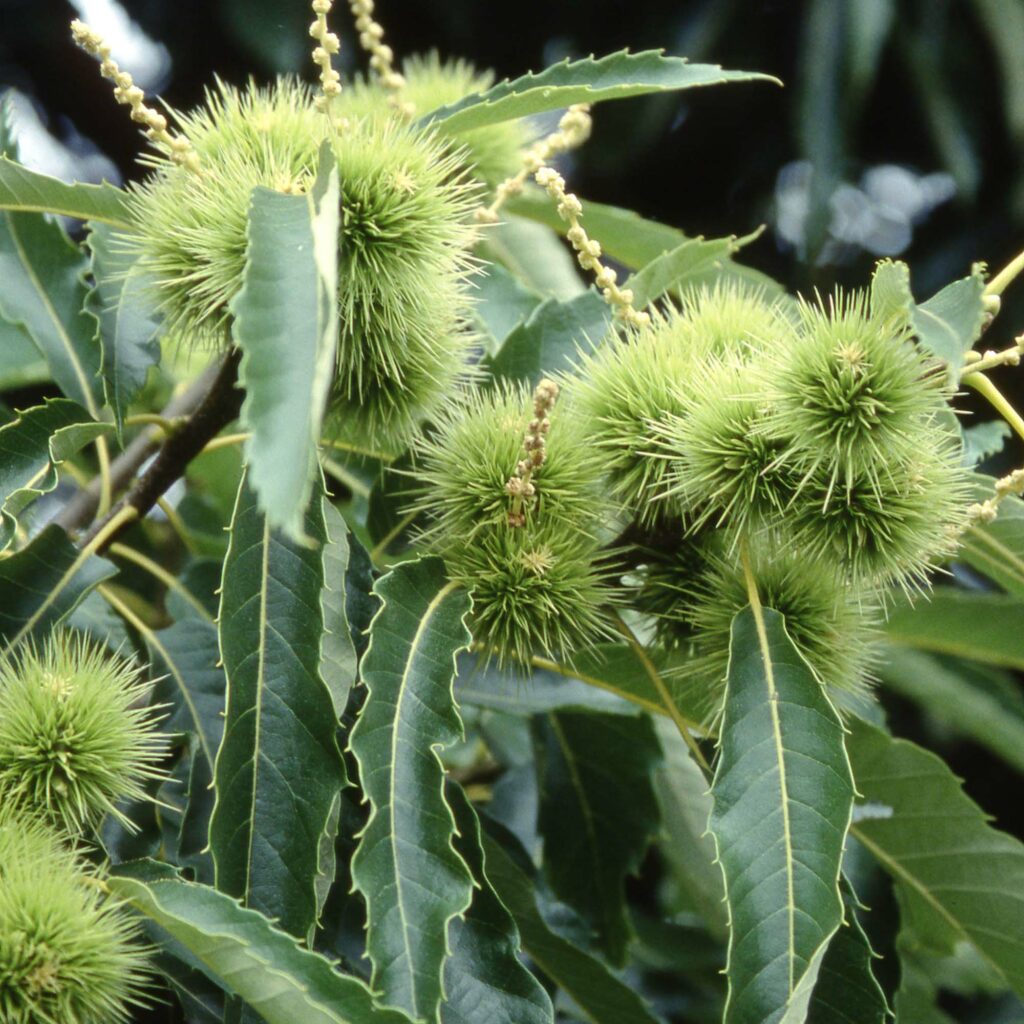 Castanea sativa