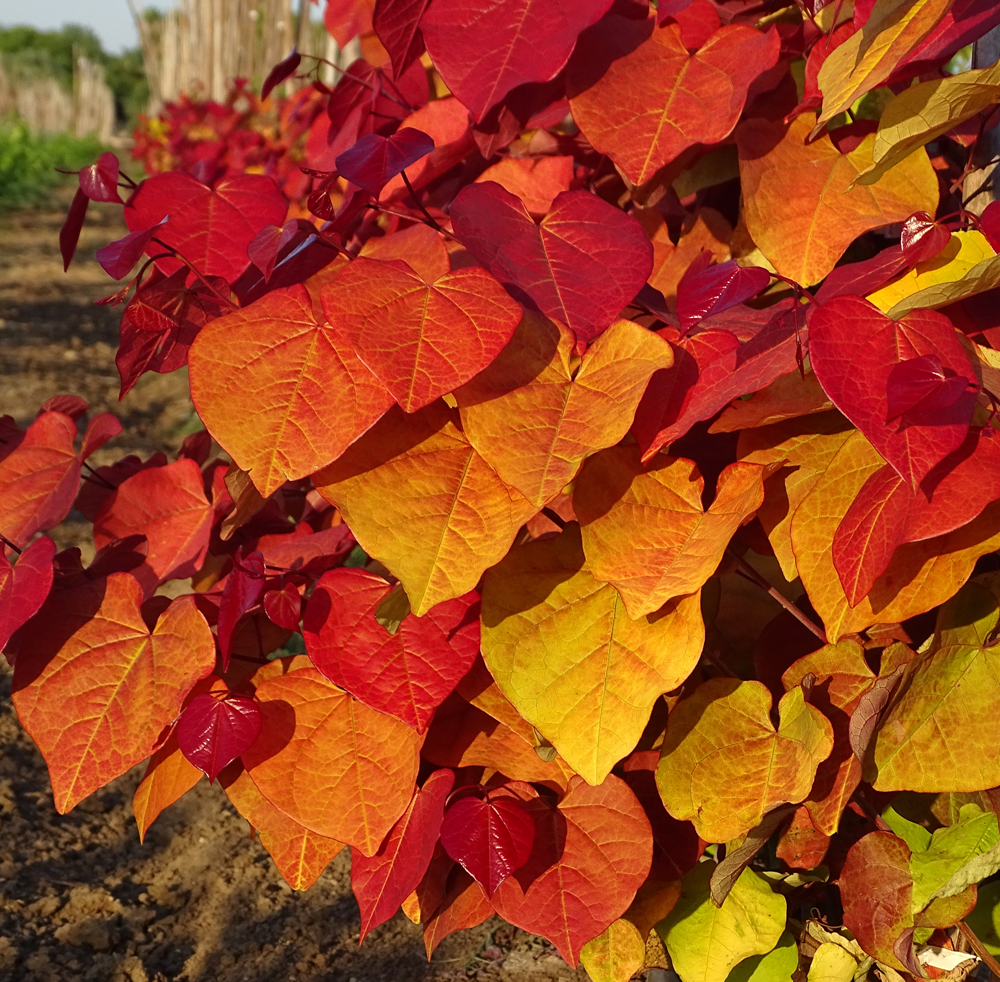 Cercis 'Eternal Flame'