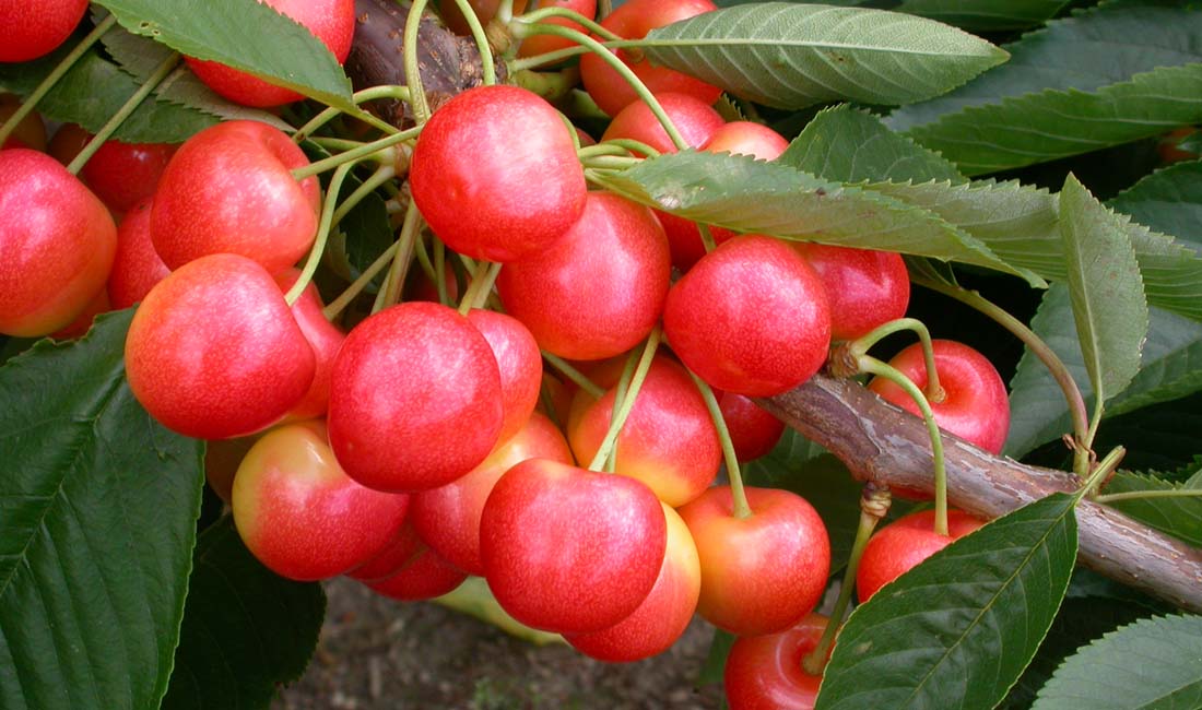 NEW Cherry 'Stardust'®  Wins Prizes at HTA Show! 1