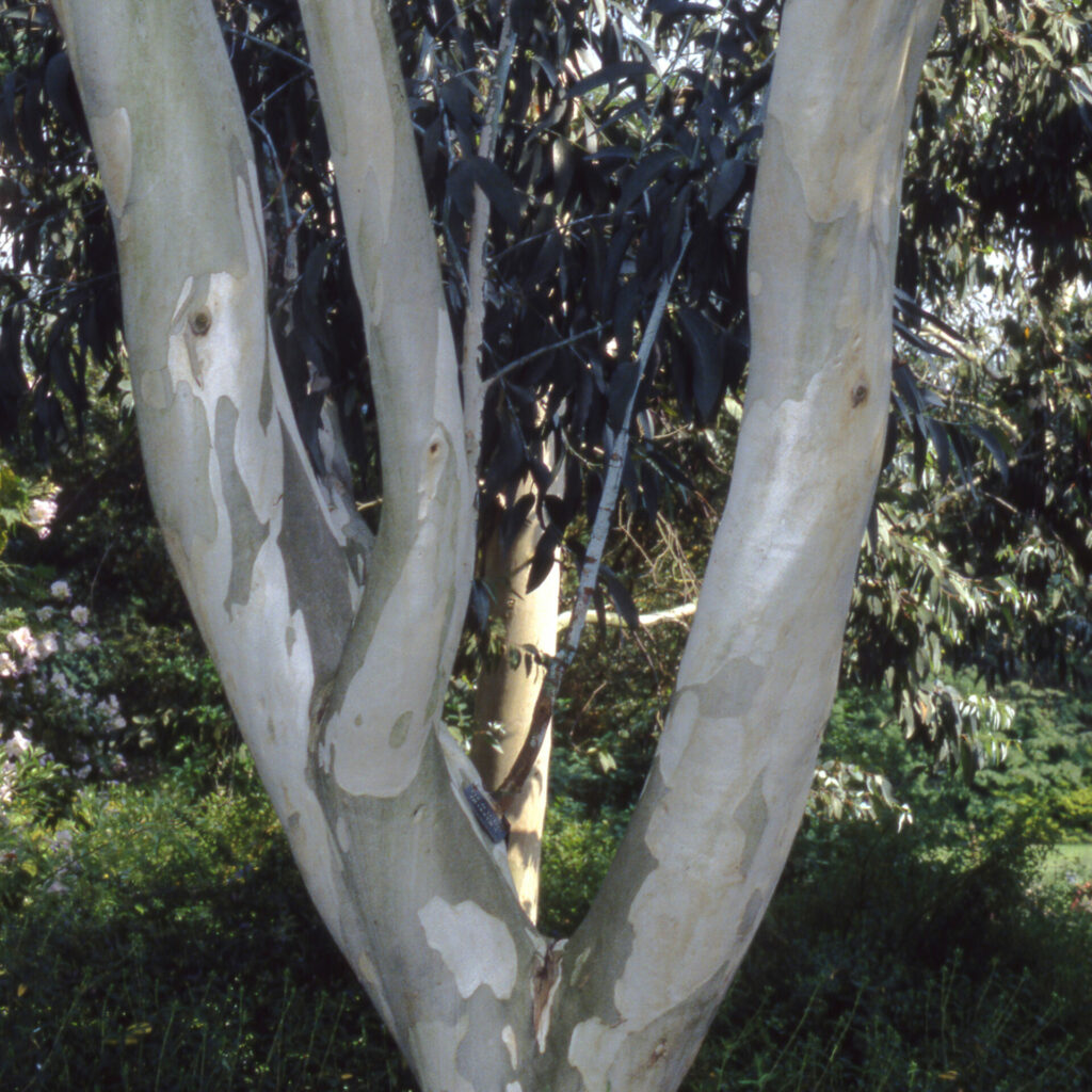 Eucalyptus niphophila Ornamental Bark