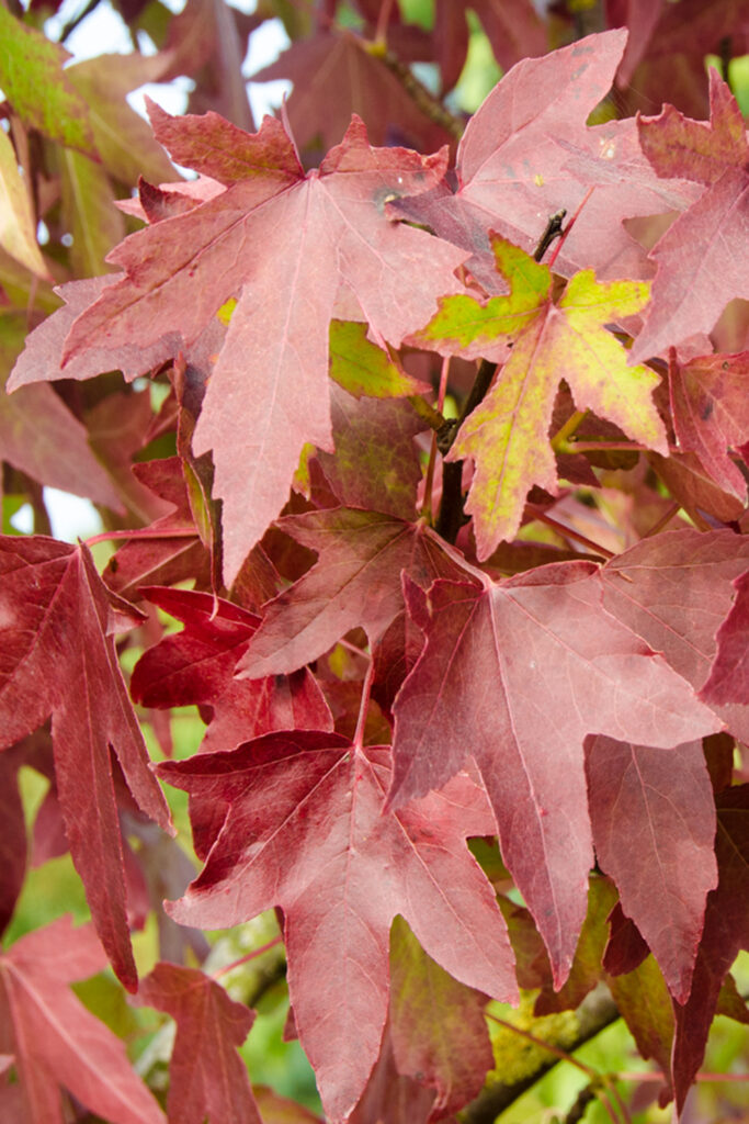 Liquidambar Worplesdon autumn colour