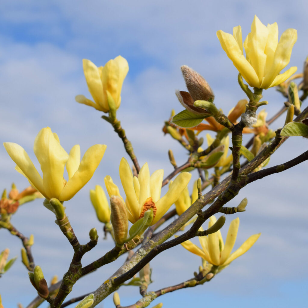 Magnolia Butterflies at Cherry Tree Arboretum