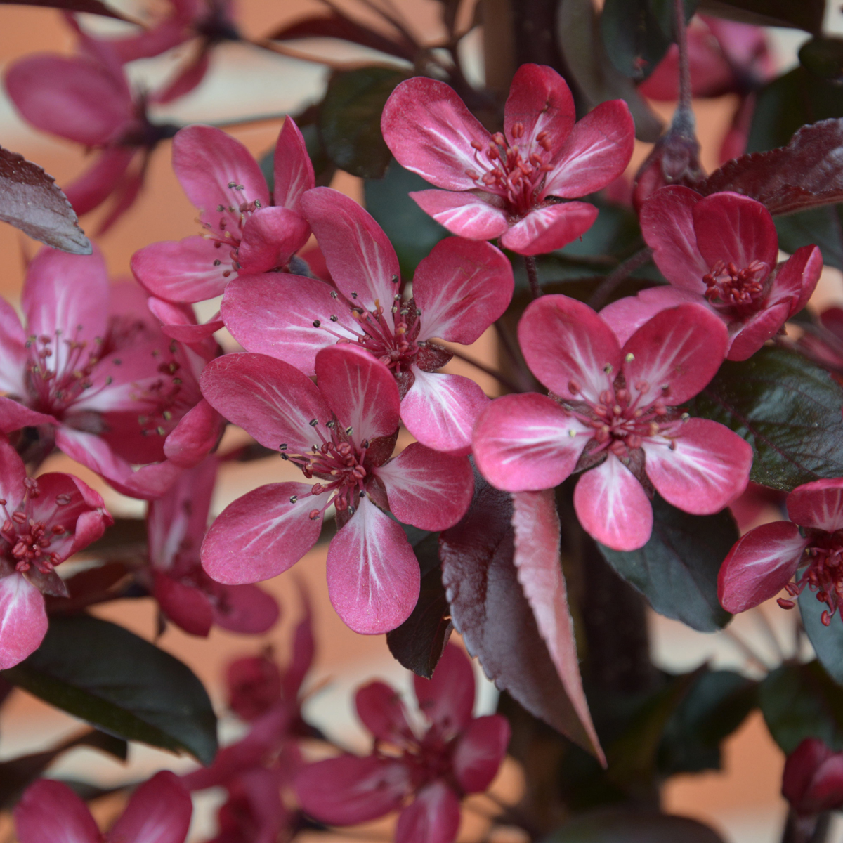 NEW Varieties Win at HTA National Plant Show 2017 3