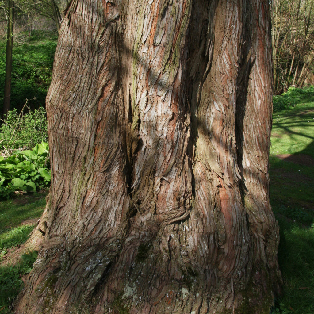 Metasequoia glyptostroboides