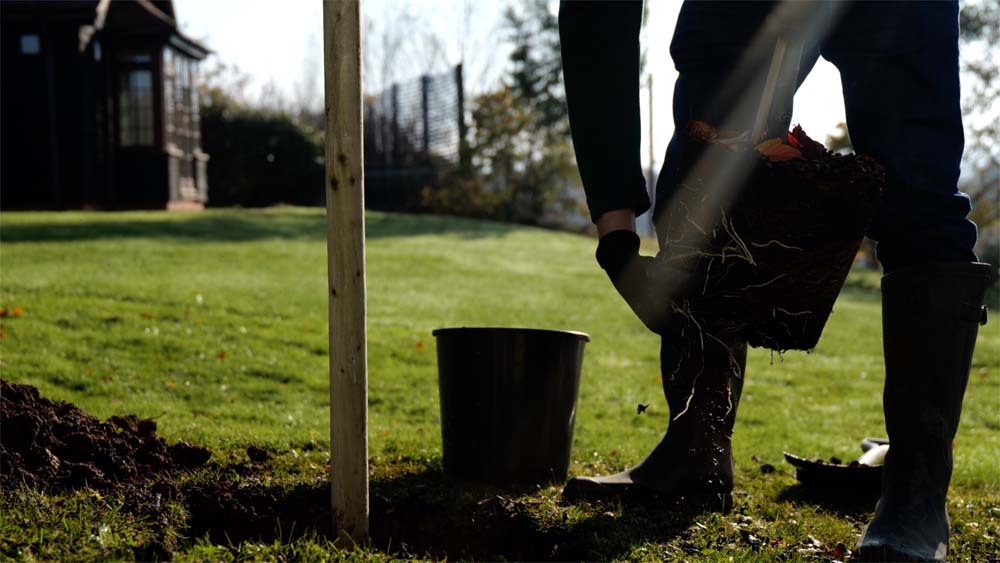 Planting in the autumn