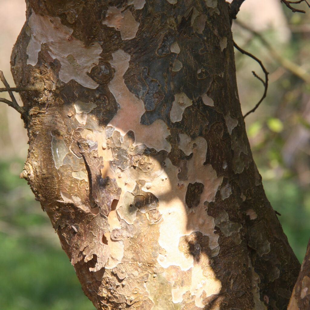 Parrotia persica Ornamental Bark