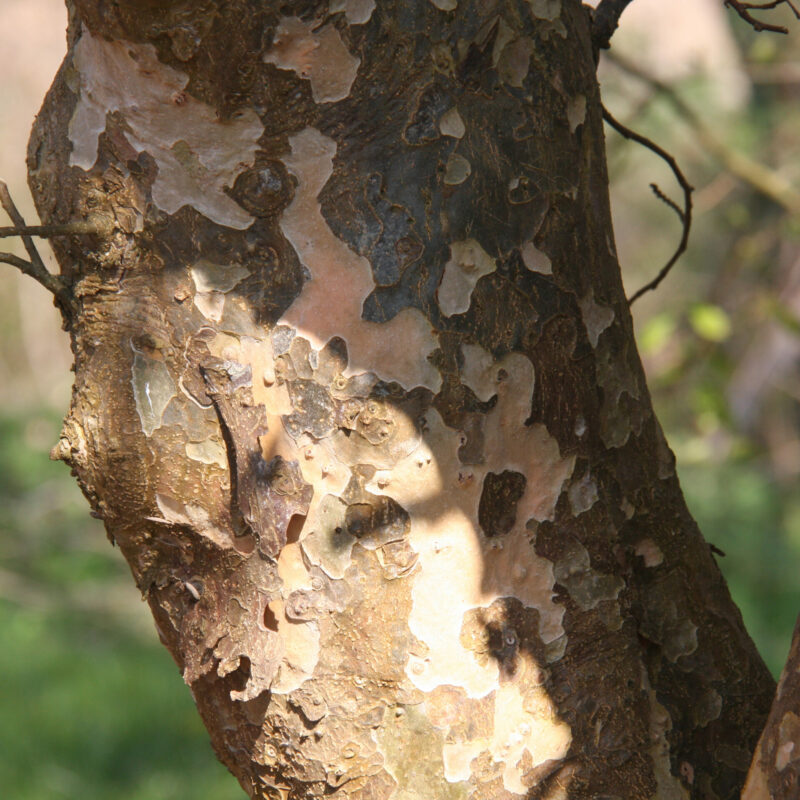 Trees with Ornamental Bark and Stems 7