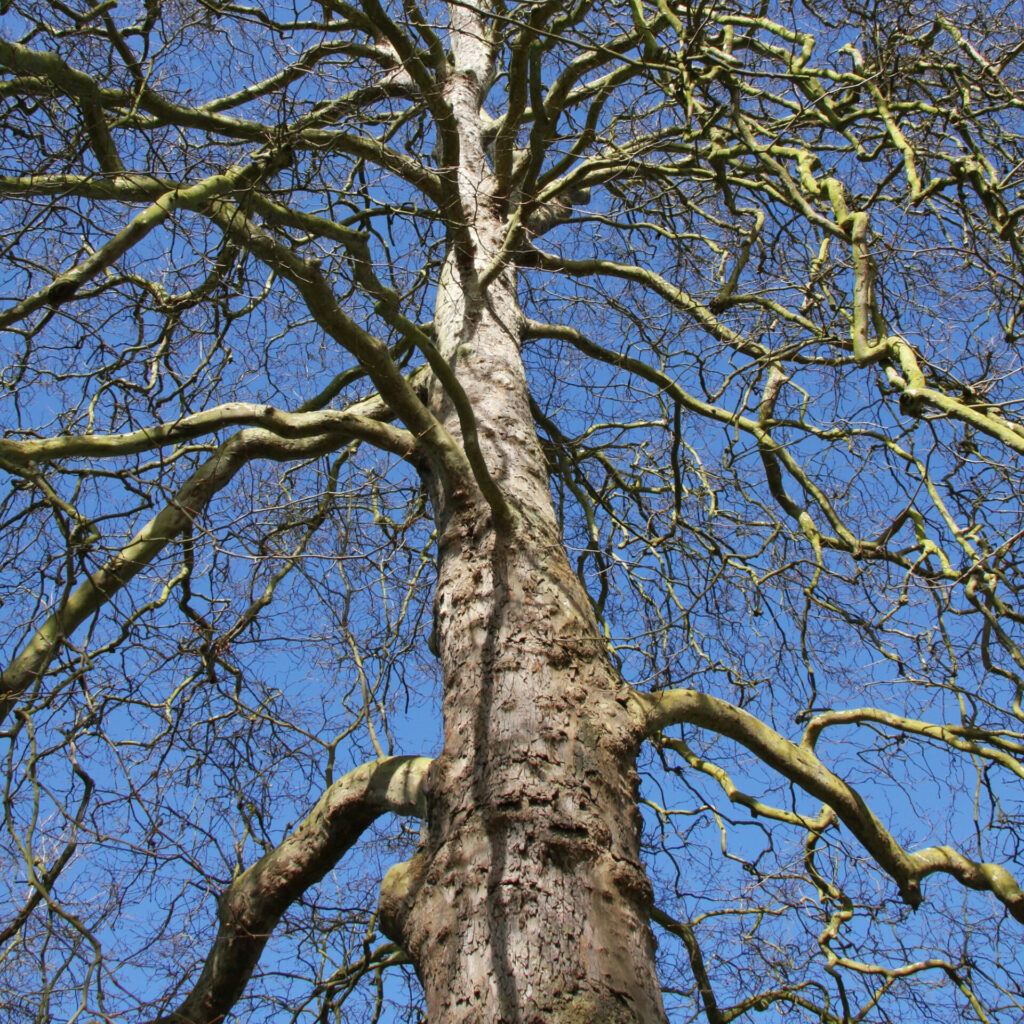 Platanus hispanica