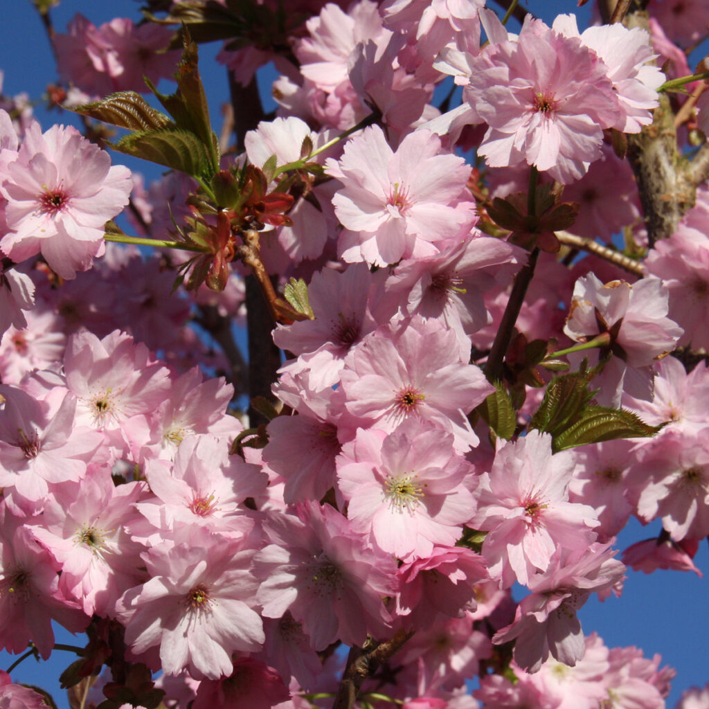 Prunus Beni-yutaka