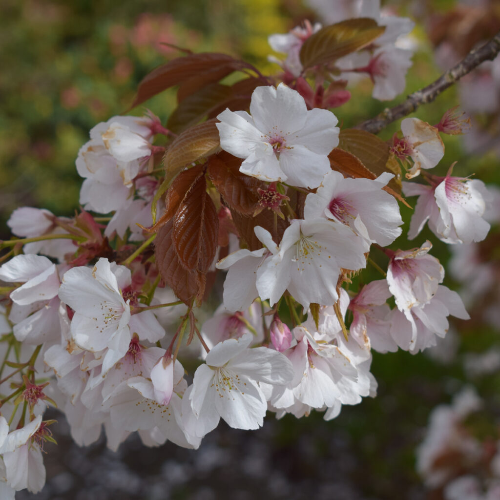 Prunus Chocolate Ice Flowering Cherry