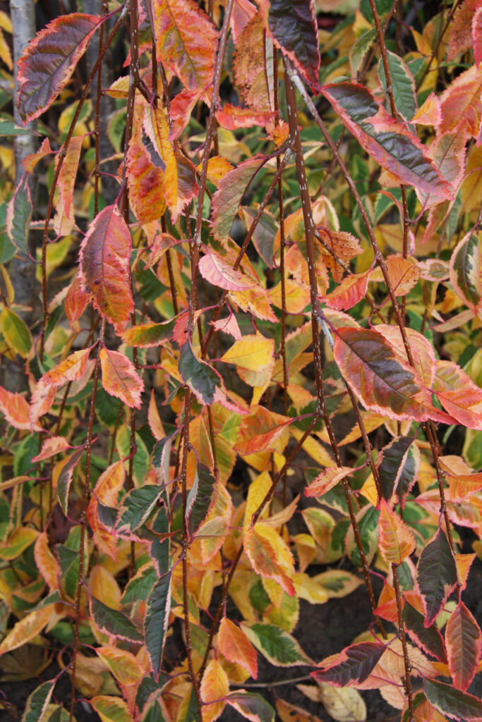 Prunus Frilly Frock Autumn Colour