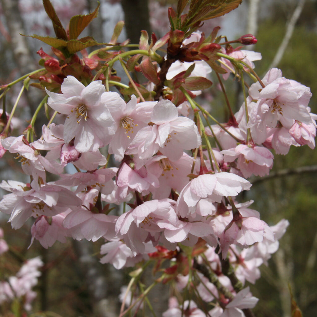 Prunus Horinji flowering cherry