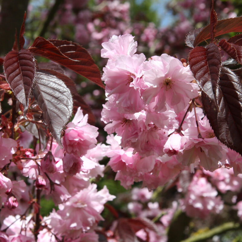 Japanese Flowering Cherry Trees Starting to Blossom 2