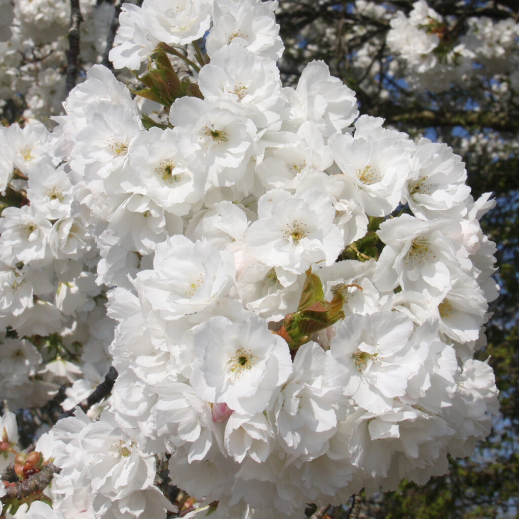 Prunus Shirotae flowering cherry