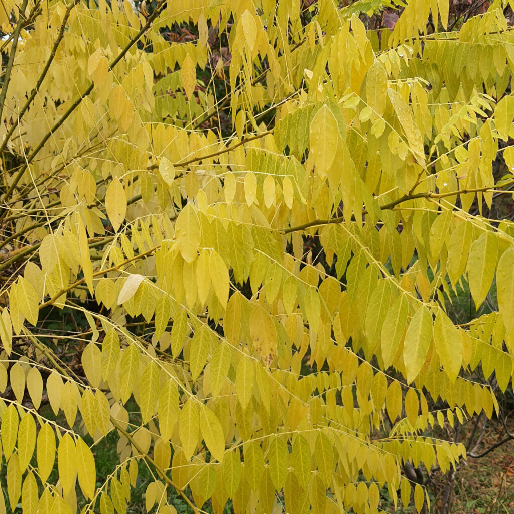 Sophora Gold Standard