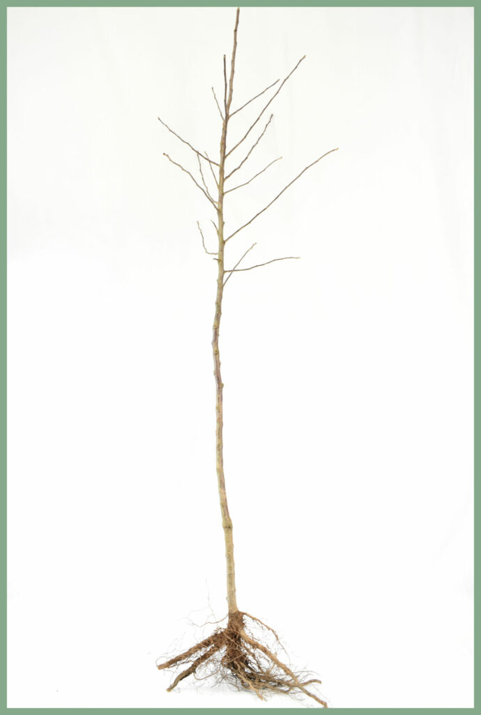 Fruit Trees - Bare Root Specifications 14