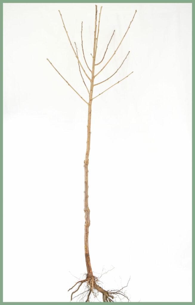 Fruit Trees - Bare Root Specifications 15