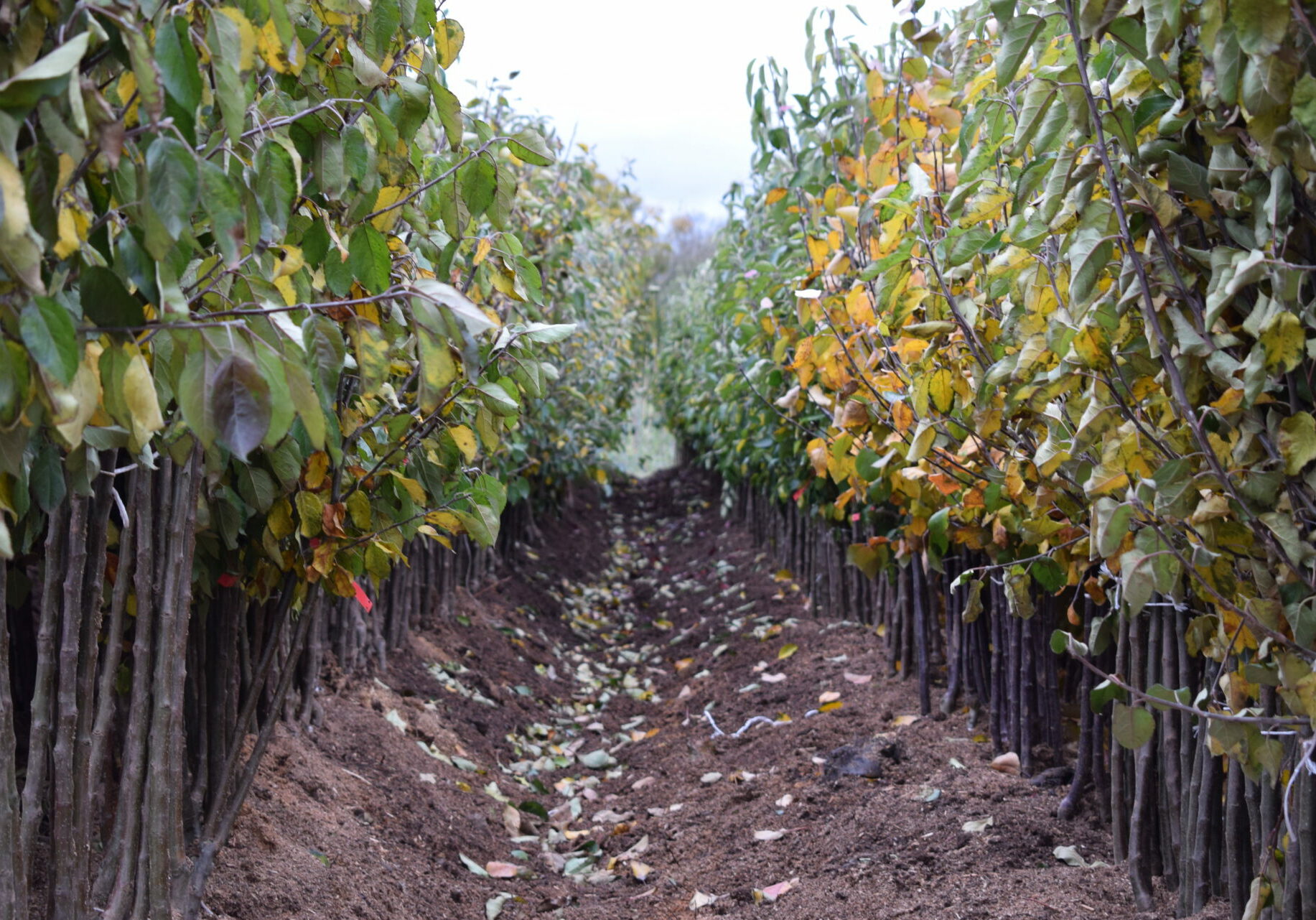 Fruit Trees Bare Root Specifications Frank P Matthews