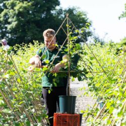 Betula pendula 'Fastigiata Joes'® (JOLEP 1) | Frank P Matthews