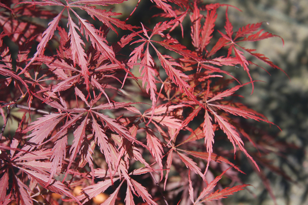 Acer pal Tamukeyama
Trees for Different Locations