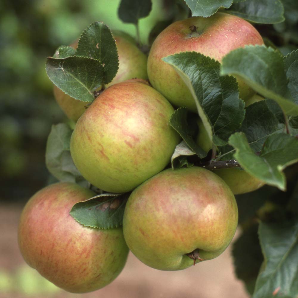 Provenance of English Apples, Annie Elizabeth