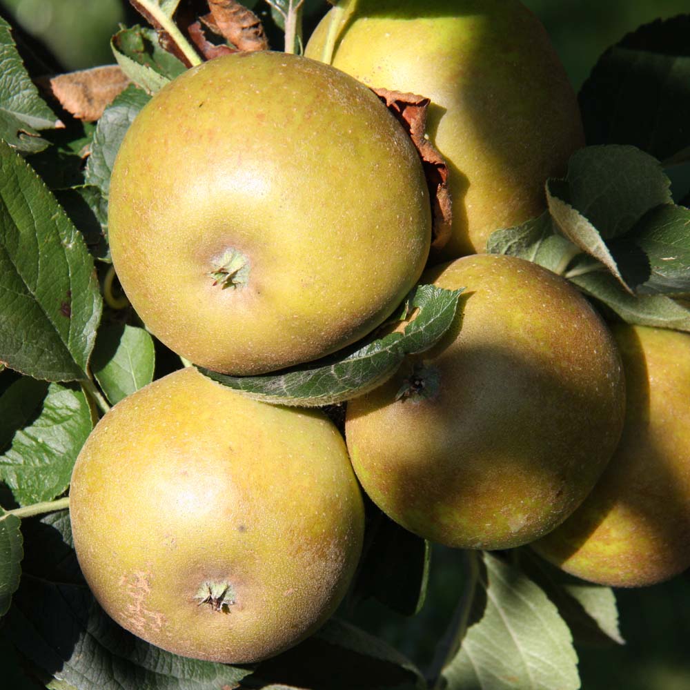 Apple Ashmead's Kernel