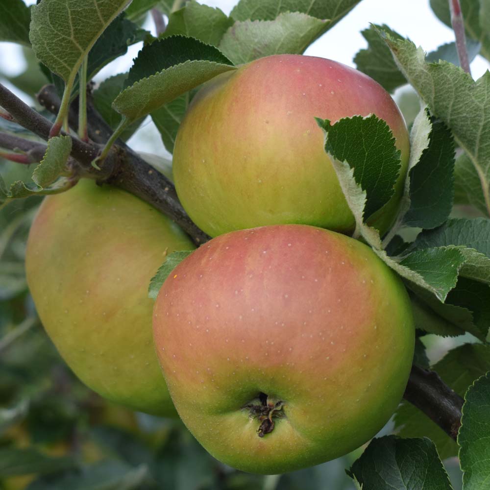 Provenance of English Apples, Bramley 20