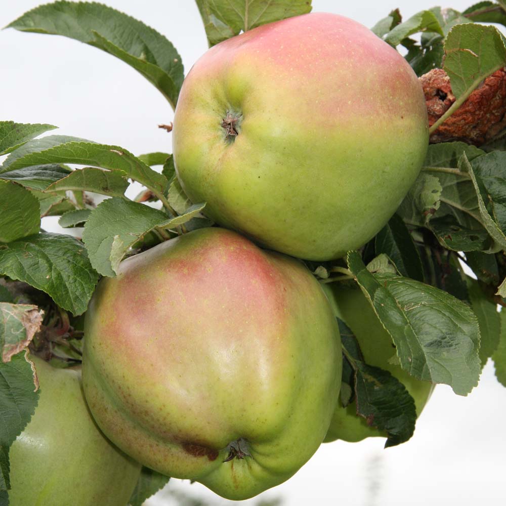 Provenance of English Apples, Captain Tom