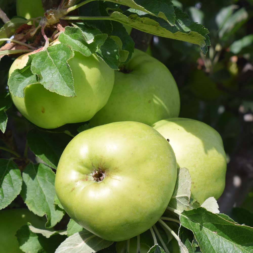 Apple Catshead