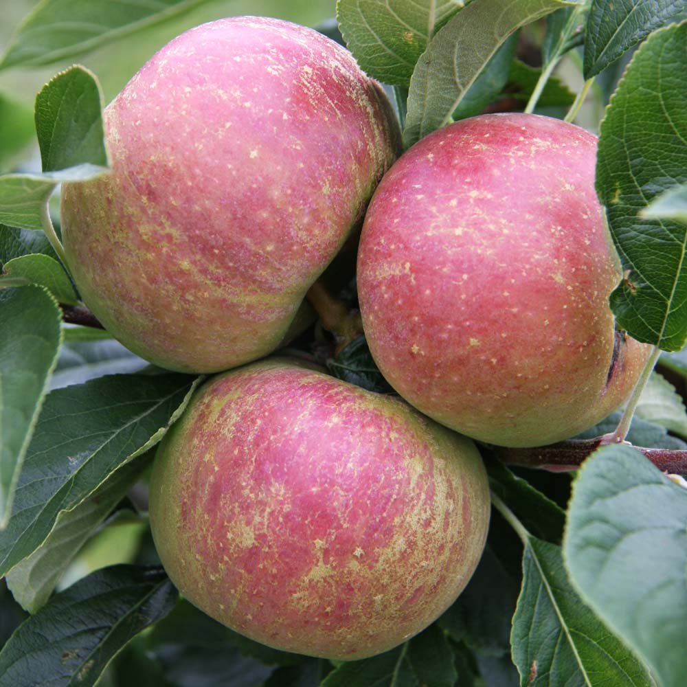 Provenance of English Apples, Charles Ross