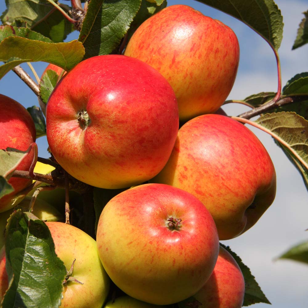 Provenance of English Apples, Christmas Pippin